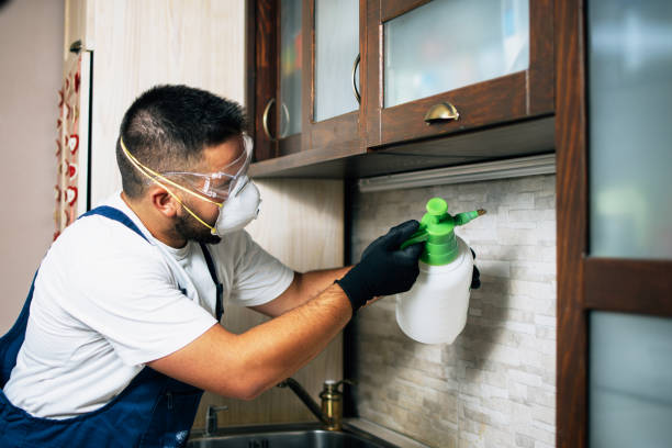 Best Ant Control Services  in Broomfield, CO