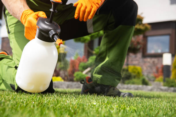Best Local Pest Control Services  in Broomfield, CO