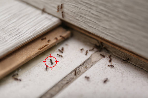 Pest Control for Restaurants in Broomfield, CO