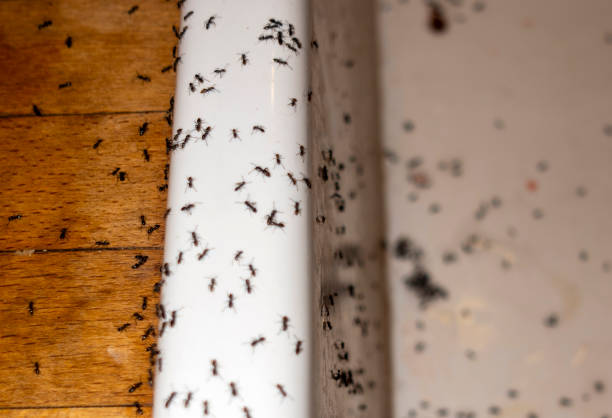 Best Spider Control Near Me  in Broomfield, CO