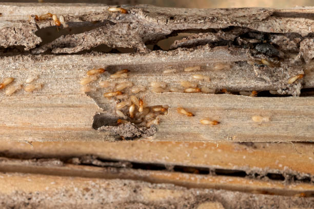 Best Pest Inspection Near Me  in Broomfield, CO