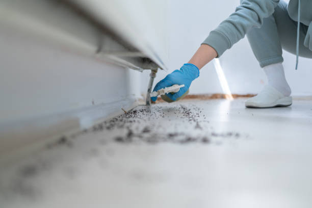 Best Local Pest Control Services  in Broomfield, CO